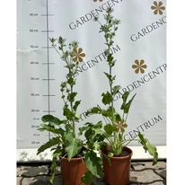 Eryngium - Kék iringó