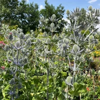 Eryngium - Kék iringó