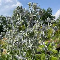 Eryngium - Kék iringó