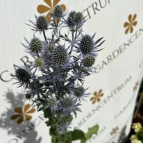 Eryngium - Kék iringó