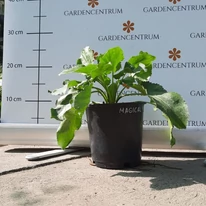 Eryngium - Kék iringó