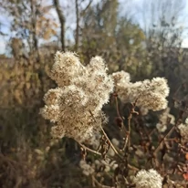 Az Eupatorium elnyílt virágzata díszít a téli időszakban is.