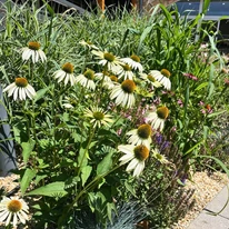 Echinacea purpurea - Fehér kasvirág