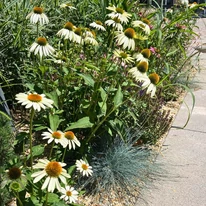 Echinacea purpurea - Fehér kasvirág