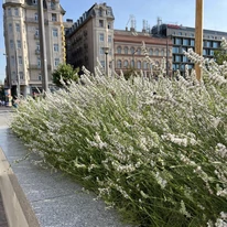 Fehér Edelweiss francia levendula egy városi köztér kiültetésében.