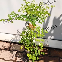 Thalictrum delavayi Splendide White kinézete és termete július végén.