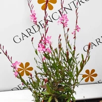 Gaura lindheimeri Geyser Pink - Rózsaszín díszgyertya