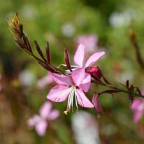 Siskiyou Pink díszgyertya virágzata. 