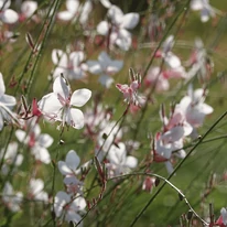 Gaura lindheimeri pillangószerű fehér virágai elbűvölőek.