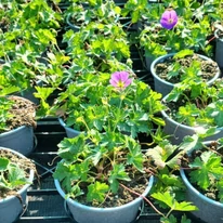 Geranium Azure Rush júniusi virágzása.