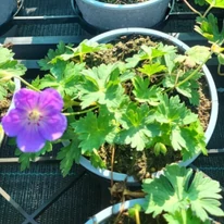 Geranium Azure Rush liláskék virága és élénkzöld levélzete júniusban.