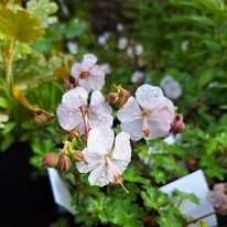 Fehér Geranium cantabrigense virágok kinézete közelről.