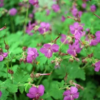 A Geranium macrorrhizum virágai és levelei sűrűn borítják a talajt.