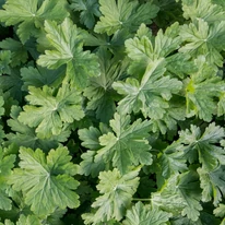 A Geranium macrorrhizum jellegzetes alakú, nagy méretű leveleinek kinézete.