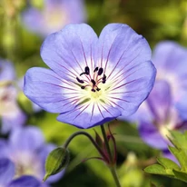 A Geranium Rozanne évelő csodás kékeslila virága.
