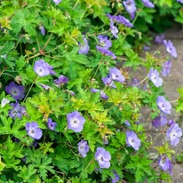 Az alacsony, bokros habitusú Geranium Rozanne kiváló szegélynövény.