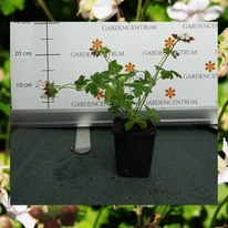 Geranium cantabrigense CS9 - Fehér virágzatú angol gólyaorr