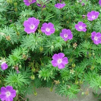 A Geranium sanguineum virágzáskor. 