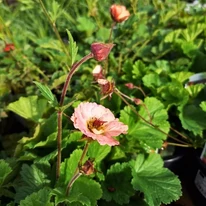 Geum Mai Tai - Gyömbérgyökér