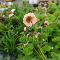 Geum Mai Tai - Gyömbérgyökér