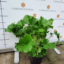 Geum Mai Tai - Gyömbérgyökér