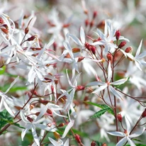 Gillenia trifoliata - Hármaslevelű indiánrózsa