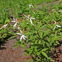 Gillenia trifoliata - Hármaslevelű indiánrózsa