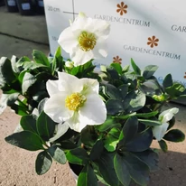 A Helleborus niger csodás fehér virágai október végén is díszítenek. 