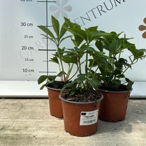 Erős, jól kifejlett Helleborus orientalis évelők tavaszi árudánkban.