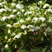 Konténeres Helleborus niger.