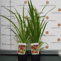 A Hemerocallis Crimson Pirate cserépben, zöld lombozattal.