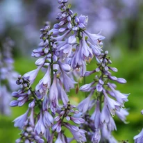 Hosta fortunei Francee teljes virágzásban.