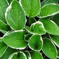 A Hosta fortunei Francee árnyékliliom leveleinek kinézete.