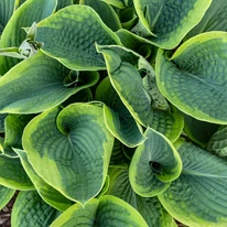 A Hosta sieboldiana Frances Williams árnyékliliom kékeszöld levelei impozáns talajtakarónak számítanak.