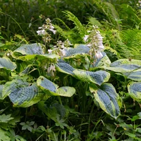 Hosta sieboldiana Frances Williams - Árnyékliliom