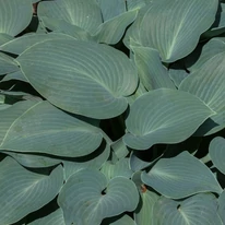 Hosta tardiana Halcyon - Árnyékliliom