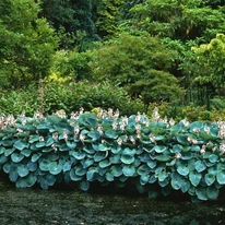 Hosta tardiana Halcyon - Árnyékliliom