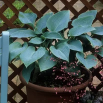Hosta tardiana Halcyon - Árnyékliliom