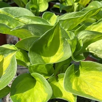 Hosta Sunset Grooves színes levelei közelről