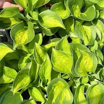 Hosta Sunset Grooves árnyékliliom májusban a kertészetünkben