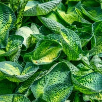 A Hosta Sunset Grooves árnyékliliom kerekded, barázdált levelei sárgás középpel tarkítottak.