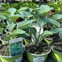Hosta tardiana Halcyon a kertészetünkben tavasszal