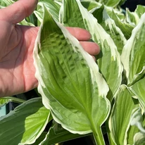 Hosta undulata Albomarginata árrnyékliliom levele közelről