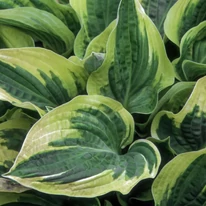 Hosta Wide Brim - Árnyékliliom