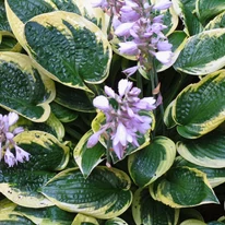 Hosta Wide Brim - Árnyékliliom