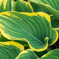 Hosta Golden Tiara pompás levele. 