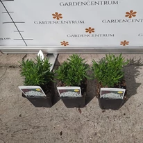 Iberis sempervirens P9 - Örökzöld tatárvirág