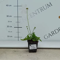 Varfű 9 cm-es cserépben kertészetünkben, augusztusban. 