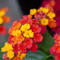Lantana camara - Sétányrózsa