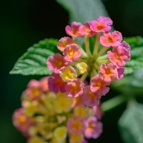 Lantana camara - Sétányrózsa
